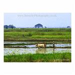 An ox-drawn plough works in a paddy field in the countryside of Myanmar, fomerly Burma.